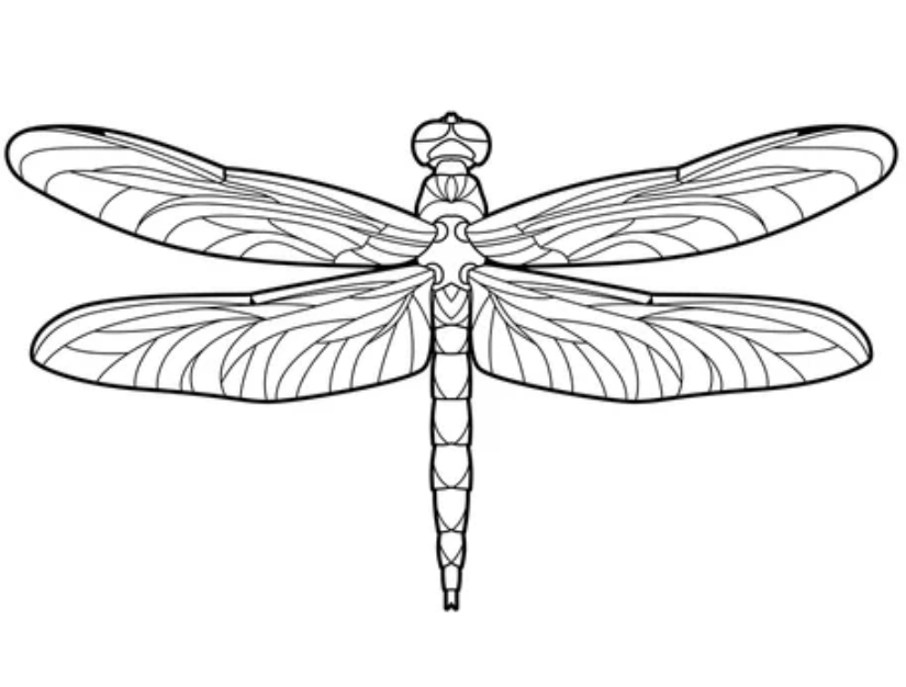 Dragonfly art, how to draw a dragonfly